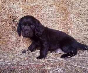 Boykin Spaniel Puppy for sale in WHEATLAND, WY, USA