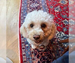 Maltipoo Dogs for adoption in Studio City, CA, USA