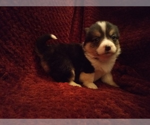 Pembroke Welsh Corgi Puppy for sale in WINCHESTER, OH, USA