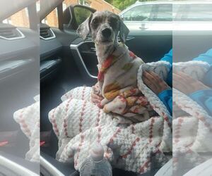 Iris Aug 26 - Female Poodle (Toy) Dog for Adoption - Photo #3