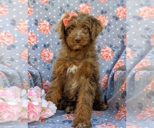 Aussiedoodle Miniature Puppy for sale in CHRISTIANA, PA, USA