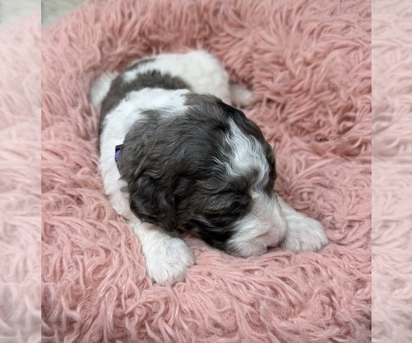 Medium Photo #29 Goldendoodle Puppy For Sale in PIERSON, FL, USA
