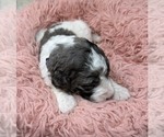 Puppy Miss Purple Goldendoodle