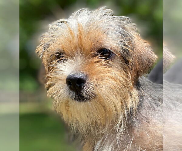 Medium Photo #2 Mutt Puppy For Sale in Pacolet, SC, USA