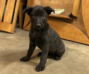 Dutch Shepherd Dog-German Shepherd Dog Mix Puppy for sale in PUEBLO, CO, USA