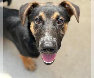 Medium German Shepherd Dog Mix