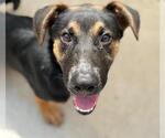 Small German Shepherd Dog Mix