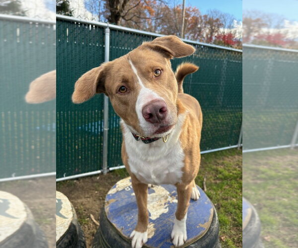 Medium Photo #5 Australian Shepherd-Catahoula Leopard Dog Mix Puppy For Sale in Brewster, NY, USA