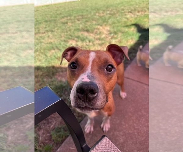 Medium Photo #2 Boxer-Unknown Mix Puppy For Sale in Greenville, SC, USA