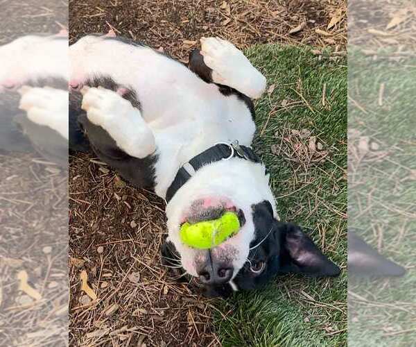 Medium Photo #5 Mutt Puppy For Sale in Kennesaw, GA, USA