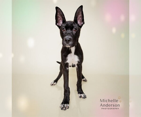 Medium Photo #3 Great Dane-Labrador Retriever Mix Puppy For Sale in Corona, CA, USA