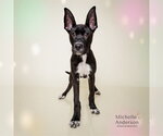 Small #2 Great Dane-Labrador Retriever Mix