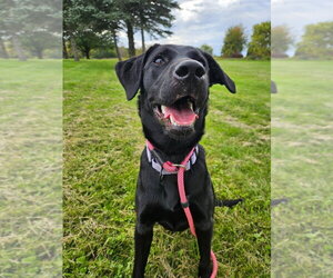 Labrador Retriever Dogs for adoption in Gloversville, NY, USA