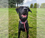 Ember - Female Labrador Retriever Dog for Adoption - Small photo