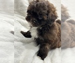 Small Photo #4 ShihPoo Puppy For Sale in SILEX, MO, USA