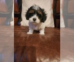 Puppy Charlie Papitese