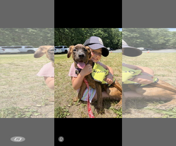 Medium Photo #2 Labrador Retriever-Unknown Mix Puppy For Sale in NYC, NY, USA
