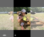 Small #1 Labrador Retriever Mix