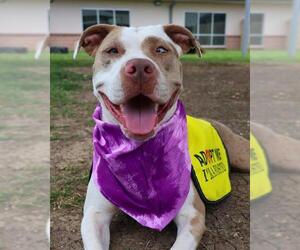 American Staffordshire Terrier-Unknown Mix Dogs for adoption in San Antonio, TX, USA