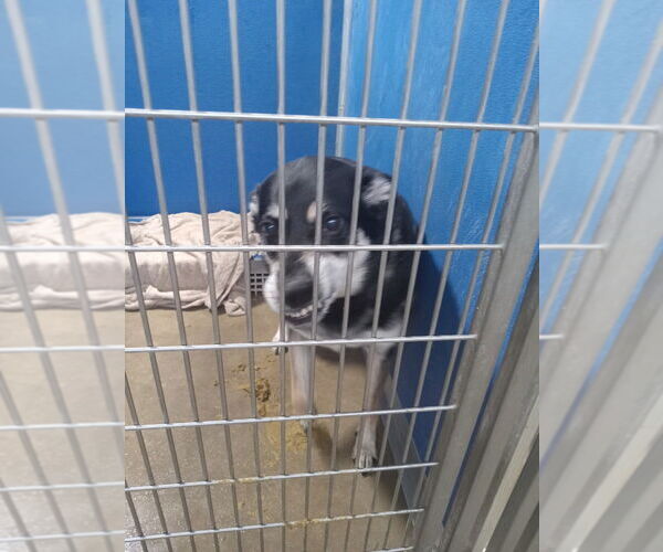 Medium Photo #3 Mutt Puppy For Sale in Pierceton , IN, USA