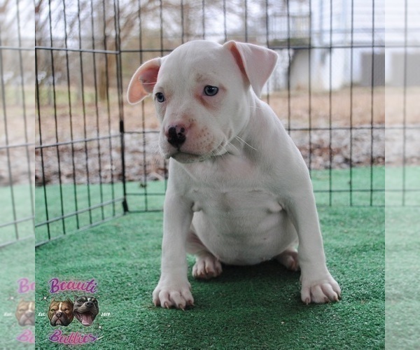 Medium Photo #2 American Bully Puppy For Sale in LEWISBURG, TN, USA
