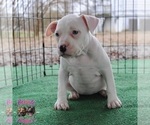 Small Photo #2 American Bully Puppy For Sale in LEWISBURG, TN, USA