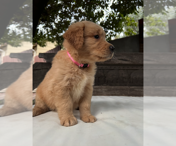 Medium Photo #7 Golden Retriever Puppy For Sale in WOODLAND HILLS, CA, USA