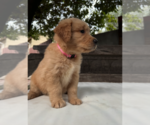 Small #6 Golden Retriever