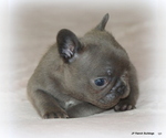 Small #1 French Bulldog