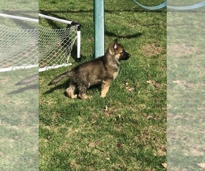 German Shepherd Dog Puppy for sale in EAST LYME, CT, USA