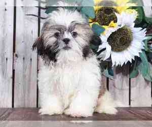 Shih Tzu Puppy for sale in MOUNT VERNON, OH, USA