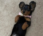 Small Photo #4 Dachshund Puppy For Sale in GRAND RAPIDS, MI, USA