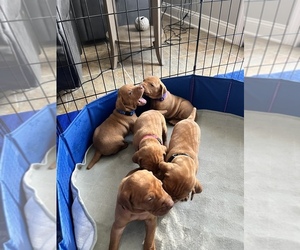 Vizsla Puppy for Sale in FAIRVIEW HEIGHTS, Illinois USA
