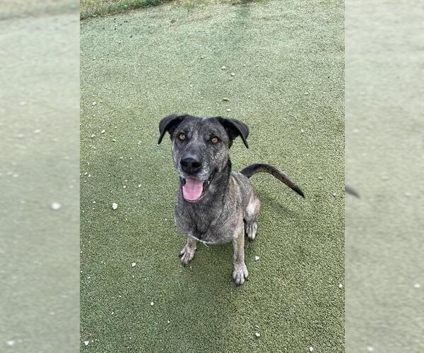 Medium Photo #3 Labrador Retriever-Unknown Mix Puppy For Sale in Pasadena, TX, USA