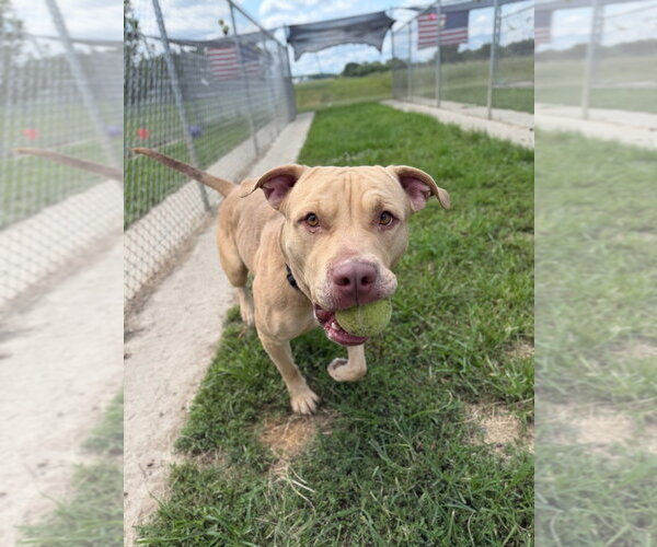 Medium Photo #3 American Staffordshire Terrier Puppy For Sale in Pierceton , IN, USA