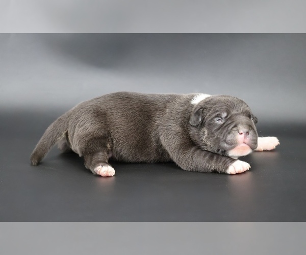 Medium Photo #1 American Bully Puppy For Sale in CHAMPAIGN, IL, USA