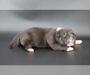 American Bully Puppy for sale in CHAMPAIGN, IL, USA