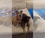 Small #2 American Pit Bull Terrier Mix