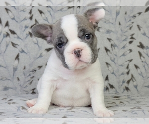 French Bulldog Puppy for sale in NEW YORK, NY, USA