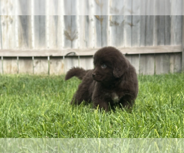 Medium Photo #58 Newfoundland Puppy For Sale in CAMBRIDGE, NE, USA