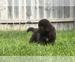 Small #6 Newfoundland