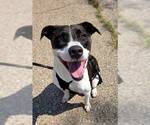 Small #1 American Bulldog Mix