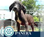 Small #2 Labrador Retriever Mix