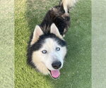 Small #1 Siberian Husky