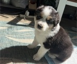 Small Photo #14 Australian Shepherd Puppy For Sale in SHALLOTTE, NC, USA