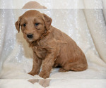 Small #1 Goldendoodle (Miniature)