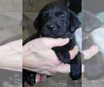 Small #17 Labrador Retriever
