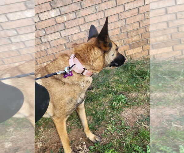 Medium Photo #4 Mutt Puppy For Sale in Imlay City, MI, USA