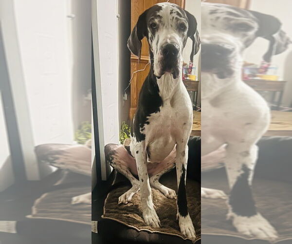 Medium Photo #1 Great Dane Puppy For Sale in Bullard, TX, USA