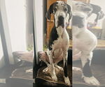 Small Great Dane